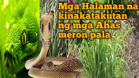 kinantot ang ahas